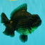 A Grade Black Yuanbao Female 4.5-5 inches #101626YB_36