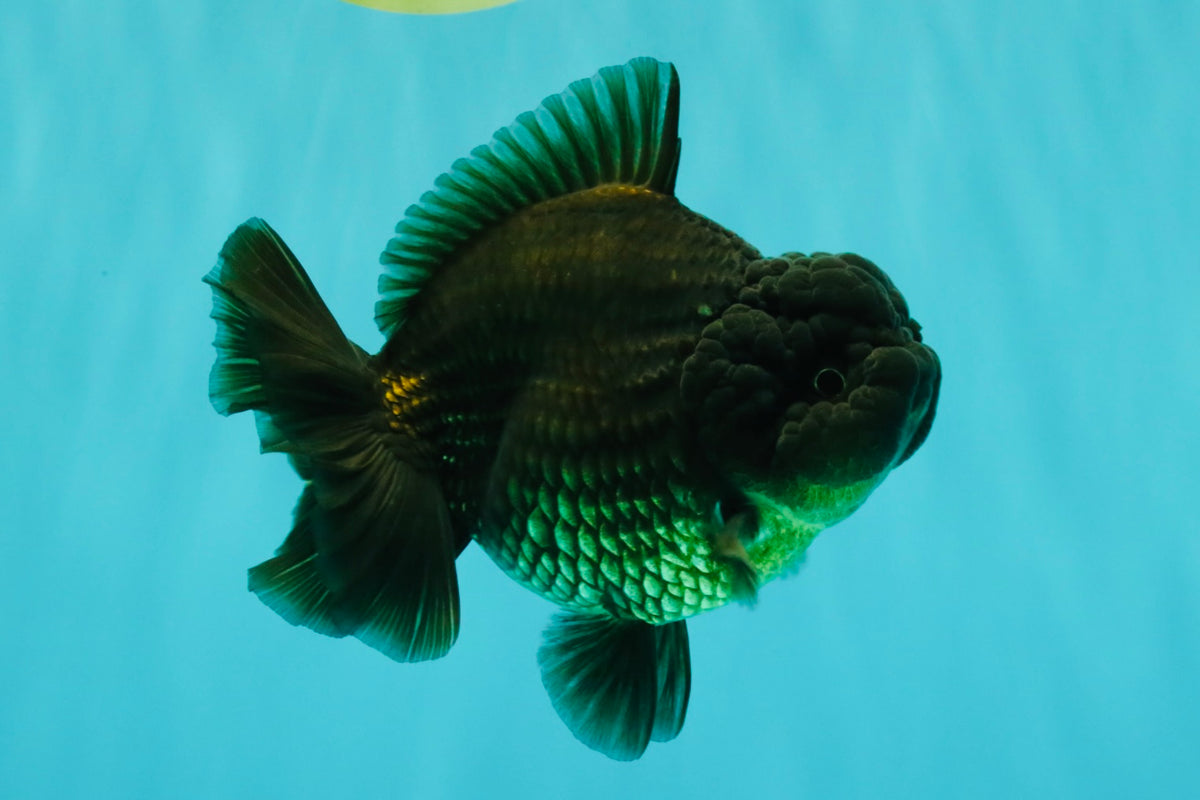 A Grade Black Yuanbao Female 4.5-5 inches #101626YB_36