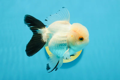 Panda Oranda Female 5 inches #120624OR_12