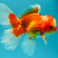 A  Grade Red White Oranda Male 5.5-6 inches #082126OR_07
