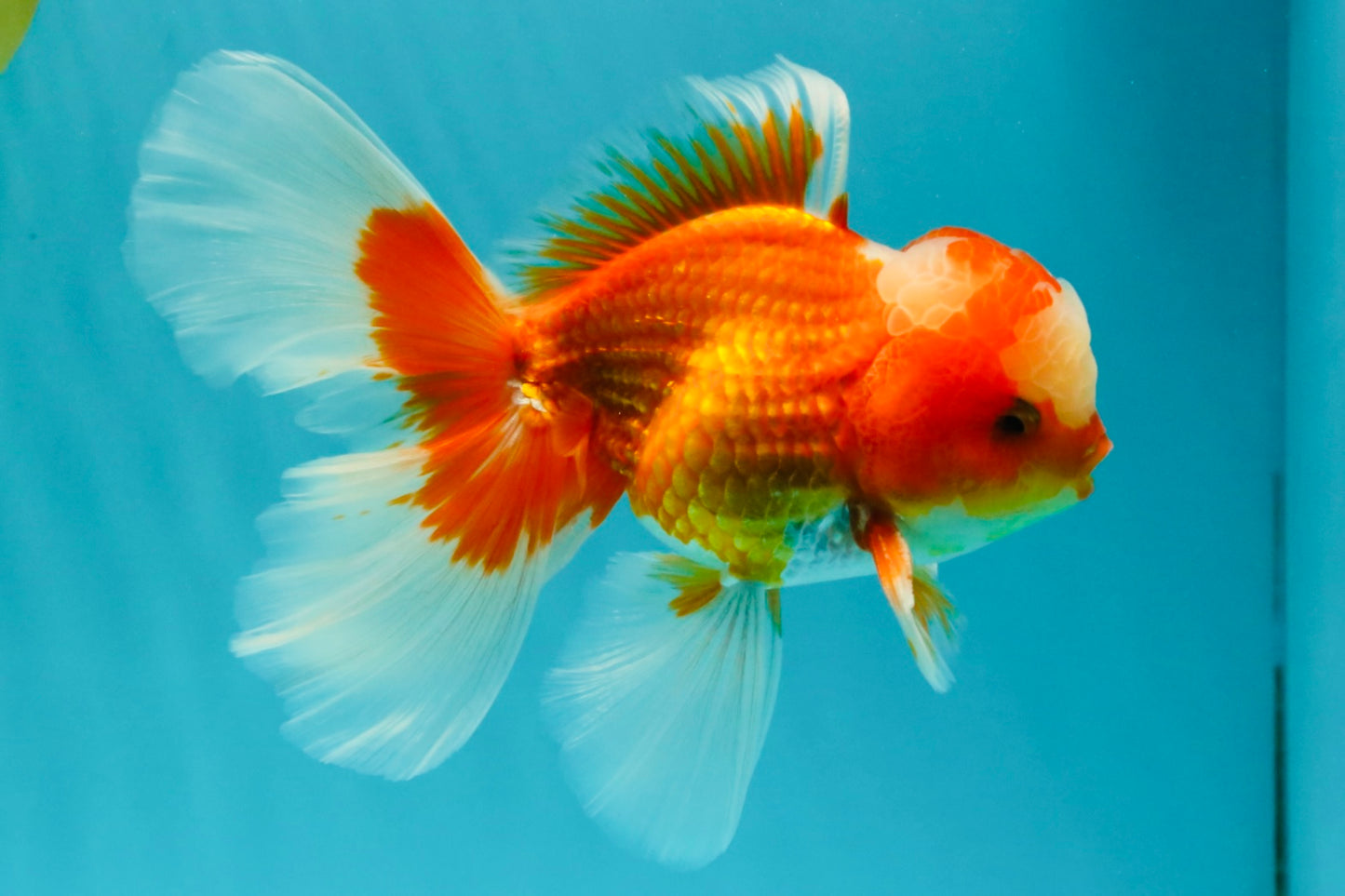 A  Grade Red White Oranda Male 5.5-6 inches #082126OR_07