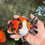 UNIQUE AAA Grade Tricolor Tiger Yuanbao Male 4.5-5 inches #080726YB_26