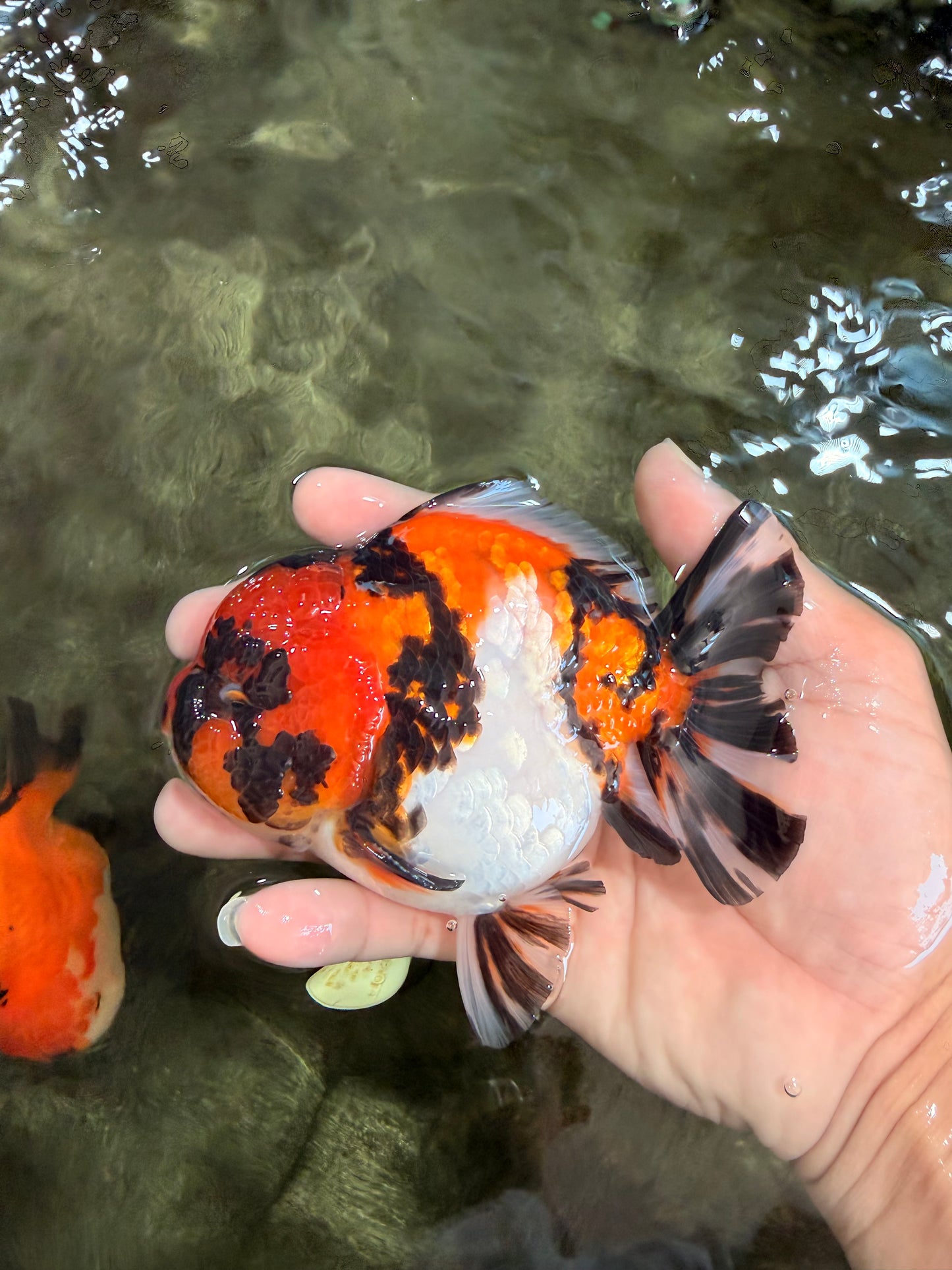 UNIQUE AAA Grade Tricolor Tiger Yuanbao Male 4.5-5 inches #080726YB_26