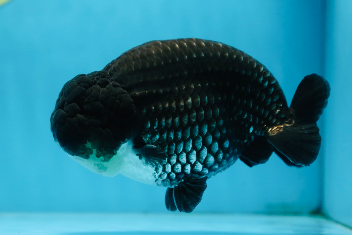 AAA Grade CHONKY Black Blue LionKing 5.5 inches #090525LC_05