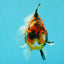A Grade Tiger Yuanbao Male 5.5 inches #041726YB_15