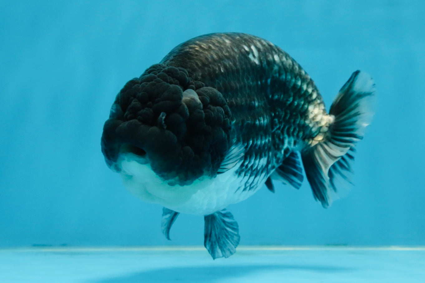 SPECIAL A Grade Black Blue LionQueen 5.5  inches #102425LC_07