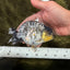 AAA Grade Special White Tiger Ranchu Male 4.5 inches #062626RC_07
