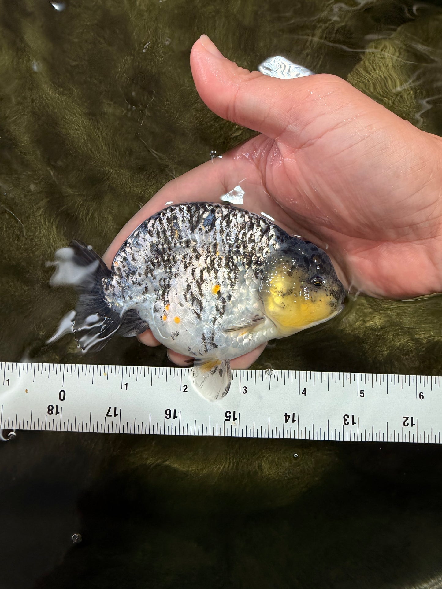 AAA Grade Special White Tiger Ranchu Male 4.5 inches #062626RC_07