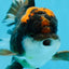 A Grade Lava Head Tricolor Oranda Male 5-5.5 inches #020725OR_31