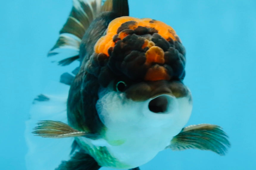 A Grade Lava Head Tricolor Oranda Male 5-5.5 inches #020725OR_31