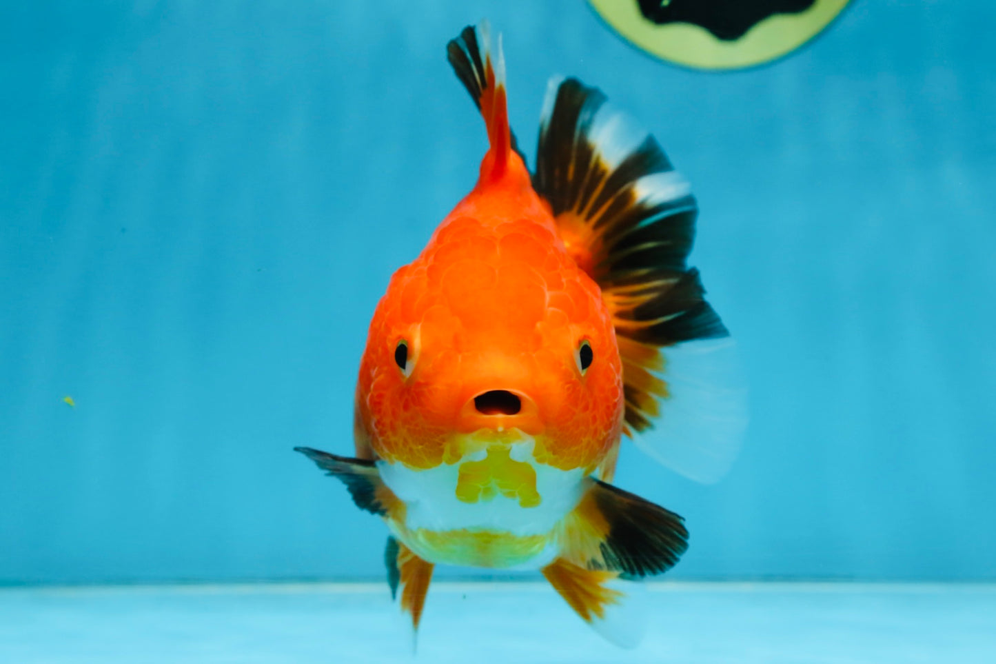 NEMO Apache Yuanbao Female 5-5.5 inches #091925YB_18