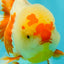 A Grade Red White Oranda Female 6 inches #072426OR_17