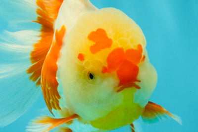 A Grade Red White Oranda Female 6 inches #072426OR_17