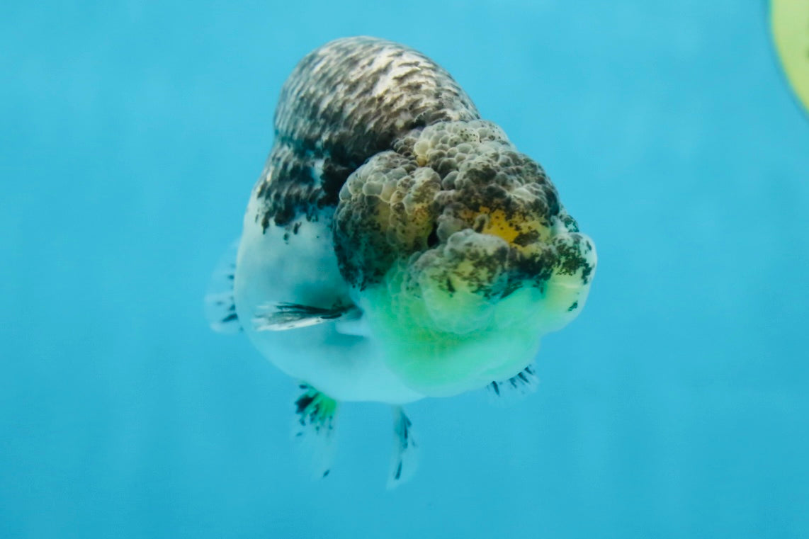 A Grade Beautiful Kirin Female LionQueen 4 inches #060625LC_03