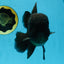 AAA Grade Godzilla Black Oranda Male 5.5 inches #100325OR_11