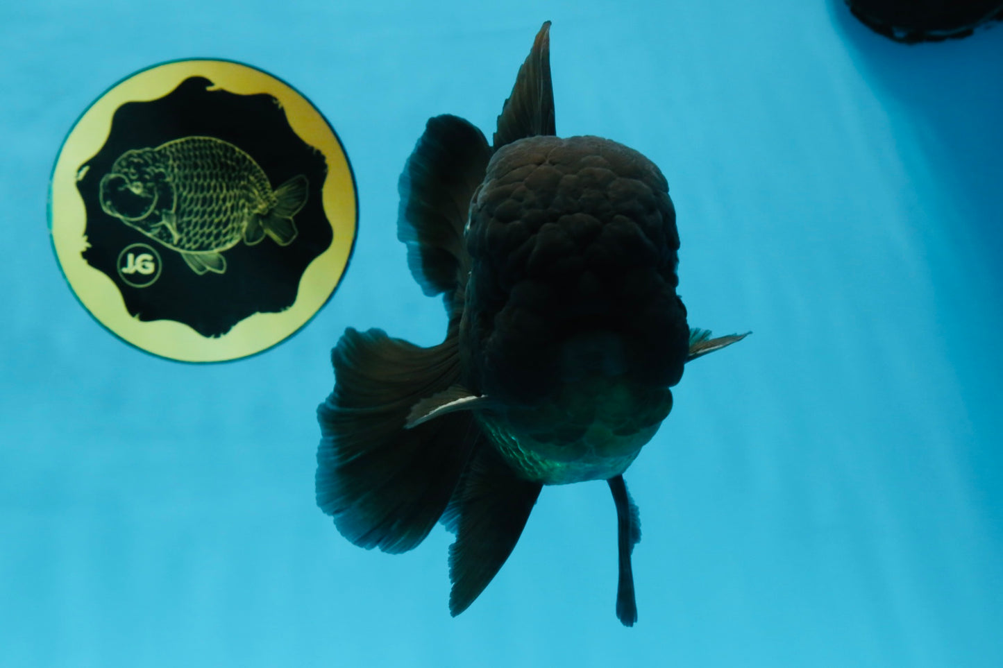 AAA Grade Godzilla Black Oranda Male 5.5 inches #100325OR_11