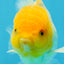 A Grade Lemonhead Oranda Male 4.5-5 inches #080125OR_25
