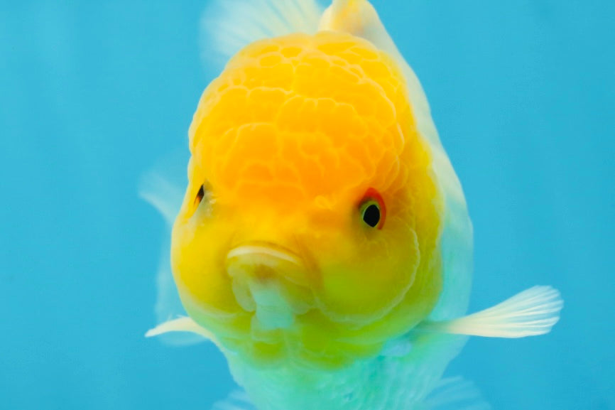 A Grade Lemonhead Oranda Male 4.5-5 inches #080125OR_25