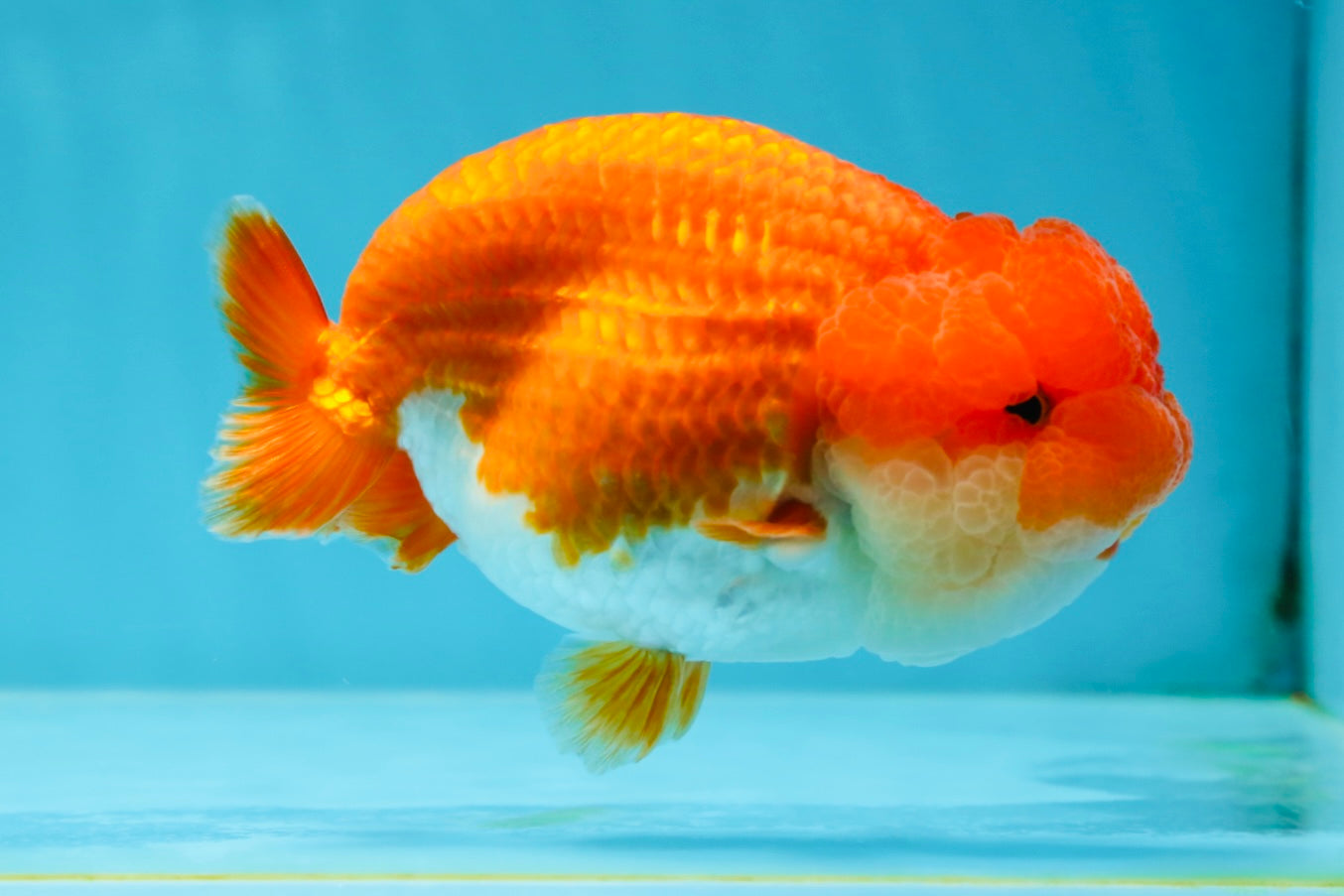 Cheeky Wen A Grade Mount Deformed Red White LionQueen 4.5 inches #050225LC_15