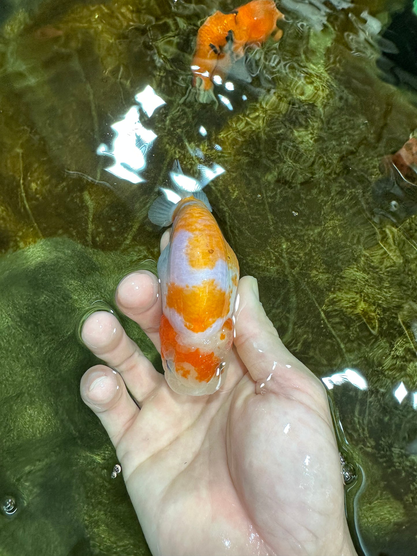 A Grade Kohaku Sakura Female LionQueen 4-4.5 inches #060625LC_02