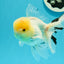 AAA Grade Lemonhead Oranda Male 5 inches #0510OR_09