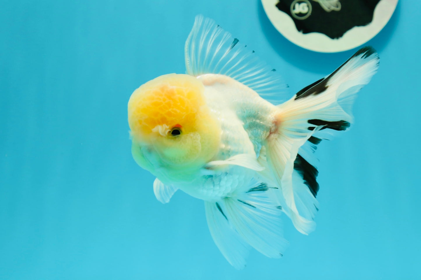 AAA Grade Lemonhead Oranda Male 5 inches #0510OR_09