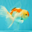 A Grade Red White Oranda Male 5.5-6 inches #082126OR_04