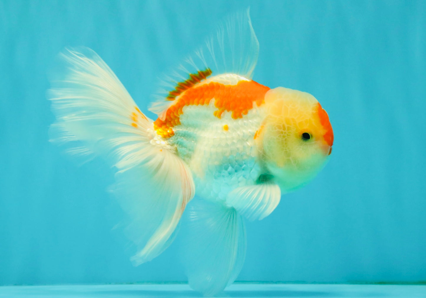 A Grade Red White Oranda Male 5.5-6 inches #082126OR_04