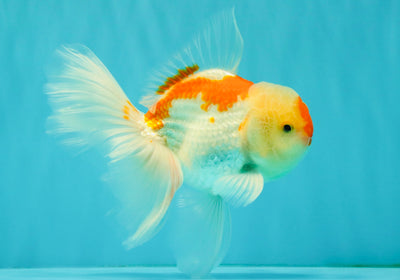 A Grade Red White Oranda Male 5.5-6 inches #082126OR_04