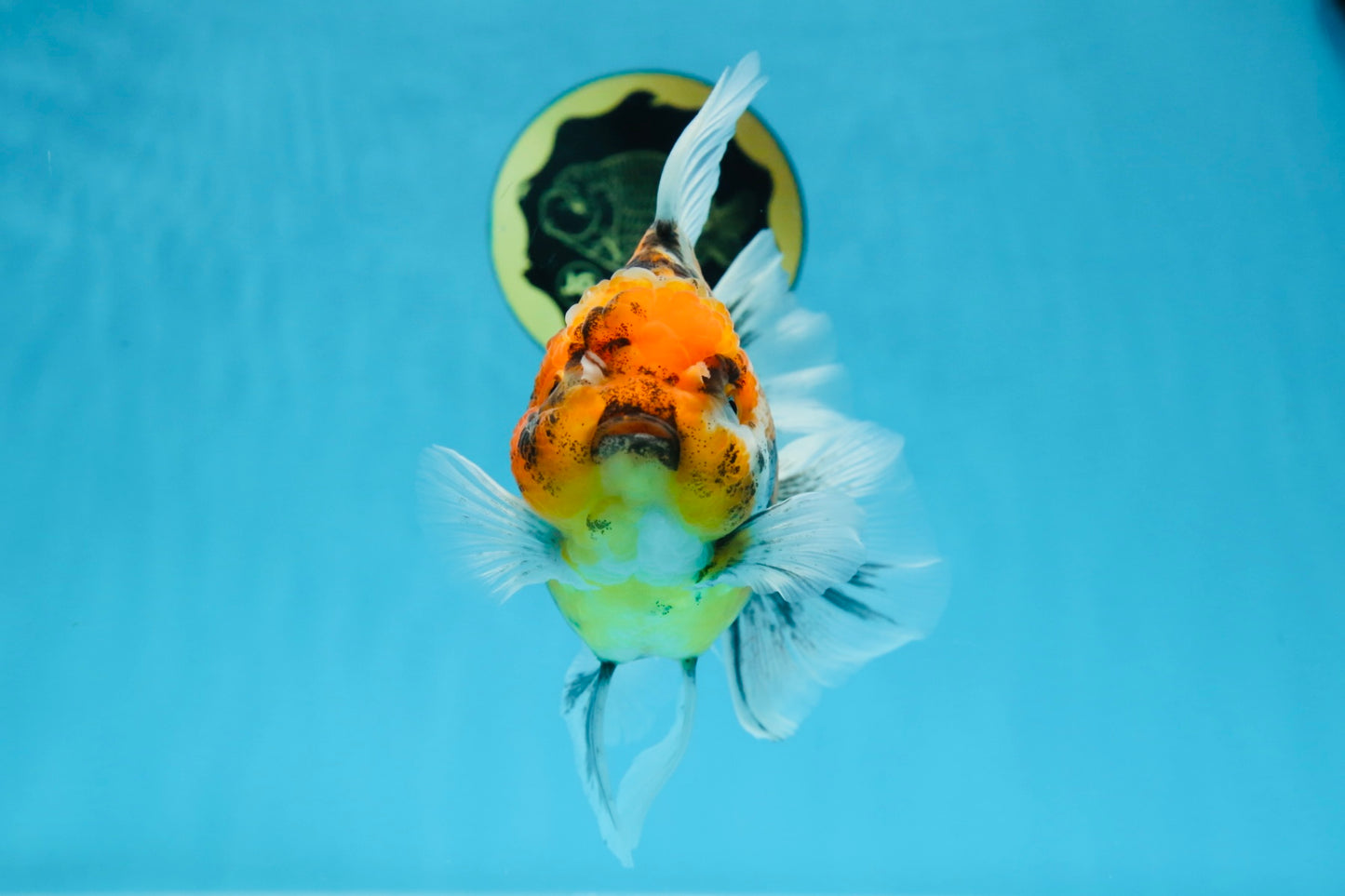 Tiger Oranda Female 6 inches #072525OR_21