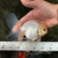BEAUTY AAA Grade Little Chicken White Oranda Male 5.5 inches #072426OR_15