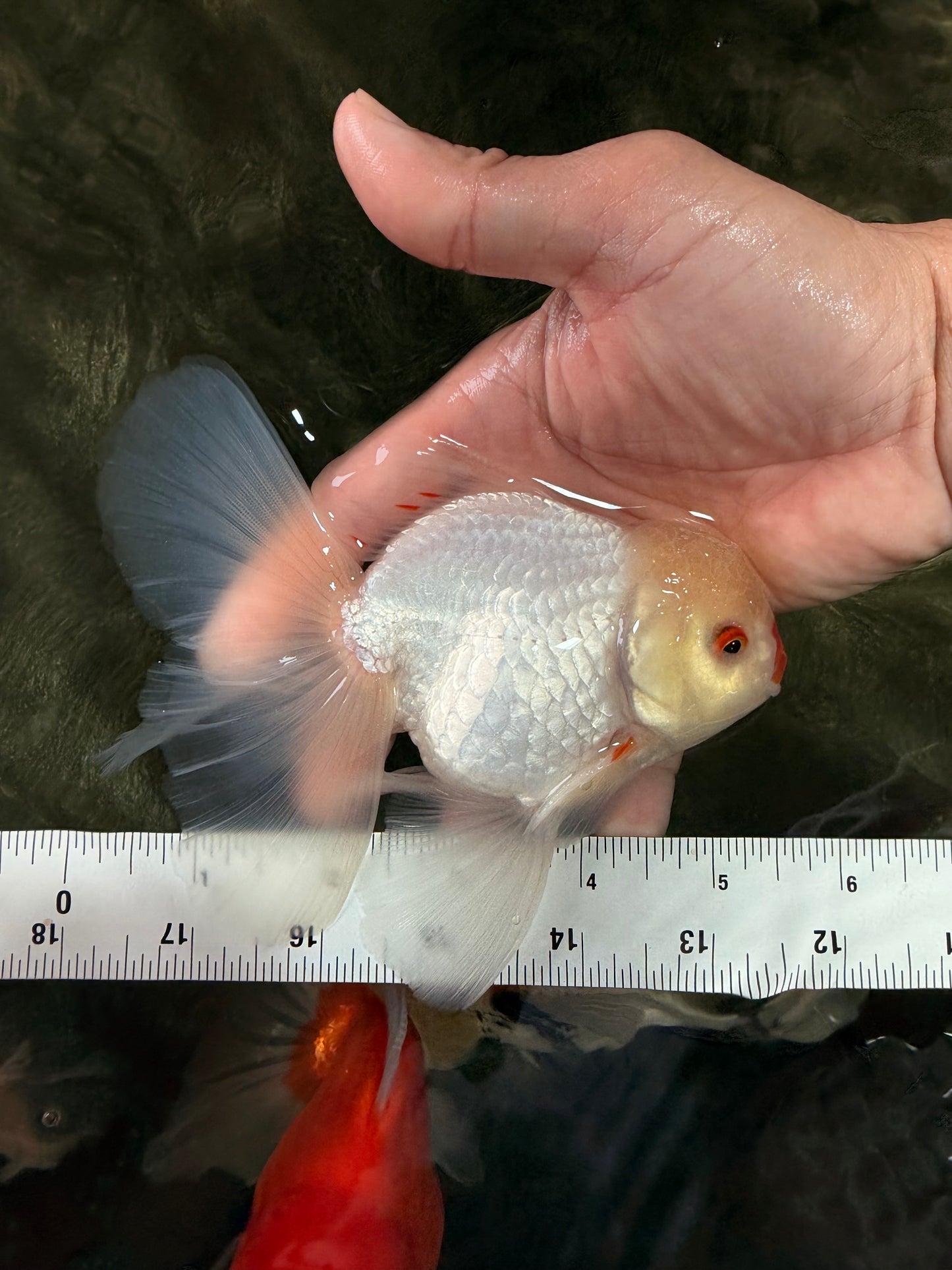 BEAUTY AAA Grade Little Chicken White Oranda Male 5.5 inches #072426OR_15