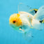 A Grade Cloudy White Oranda Male 5-5.5 inches #071125OR_12
