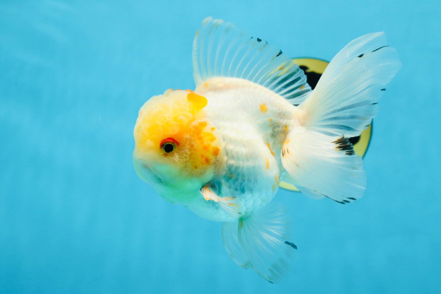 A Grade Cloudy White Oranda Male 5-5.5 inches #071125OR_12