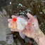 A Grade STUNNING Red White Oranda Male 5.5-6  inches #051625OR_25