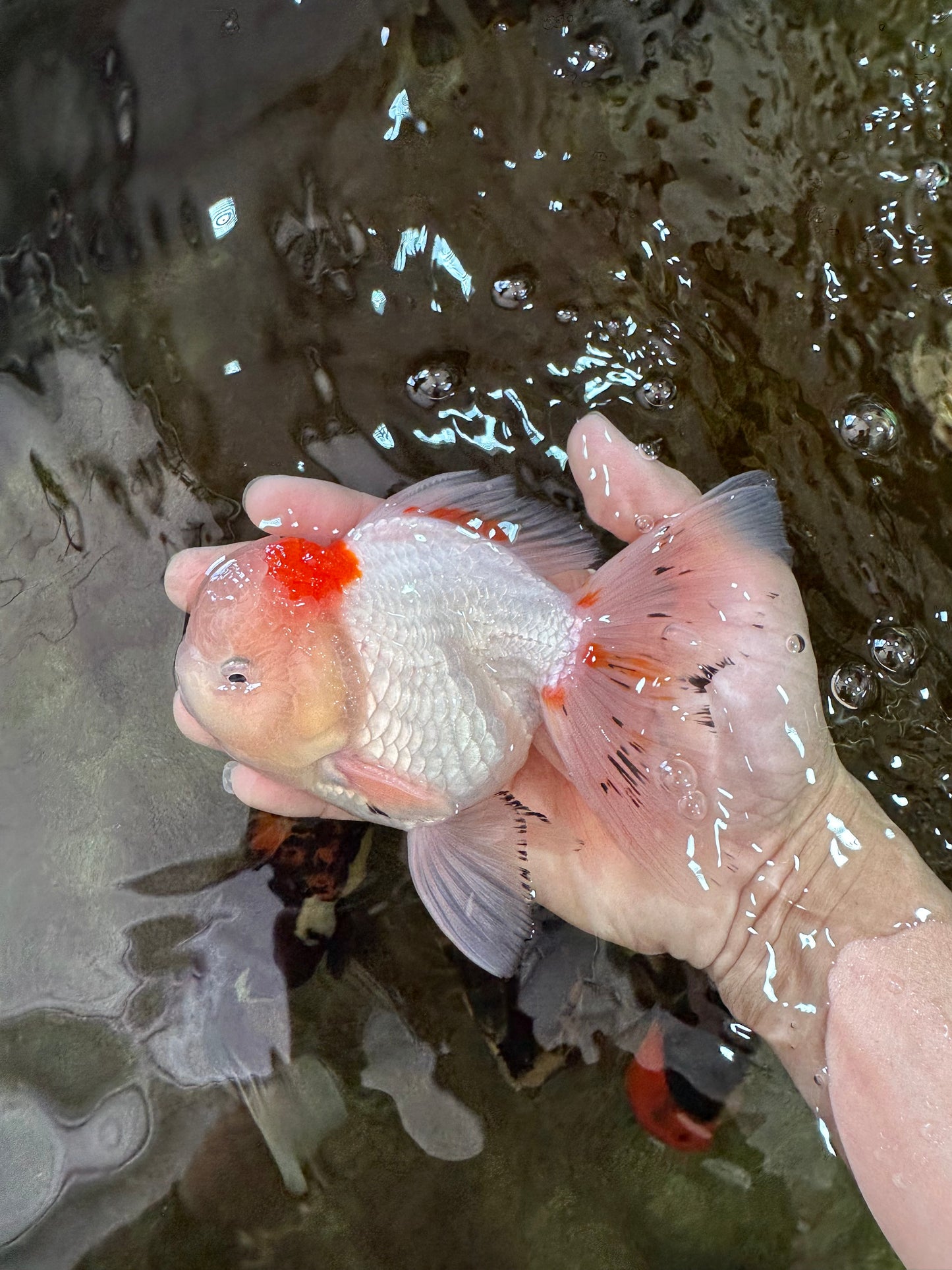 A Grade STUNNING Red White Oranda Male 5.5-6  inches #051625OR_25