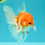 A Grade Red White Oranda Male 5.5 inches #102326OR_10