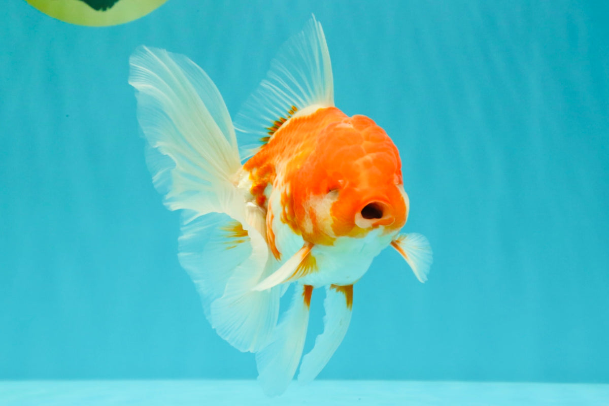 A Grade Red White Oranda Male 5.5 inches #102326OR_10