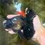A Grade Black Oranda Male 5.5-6 inches #102326OR_11