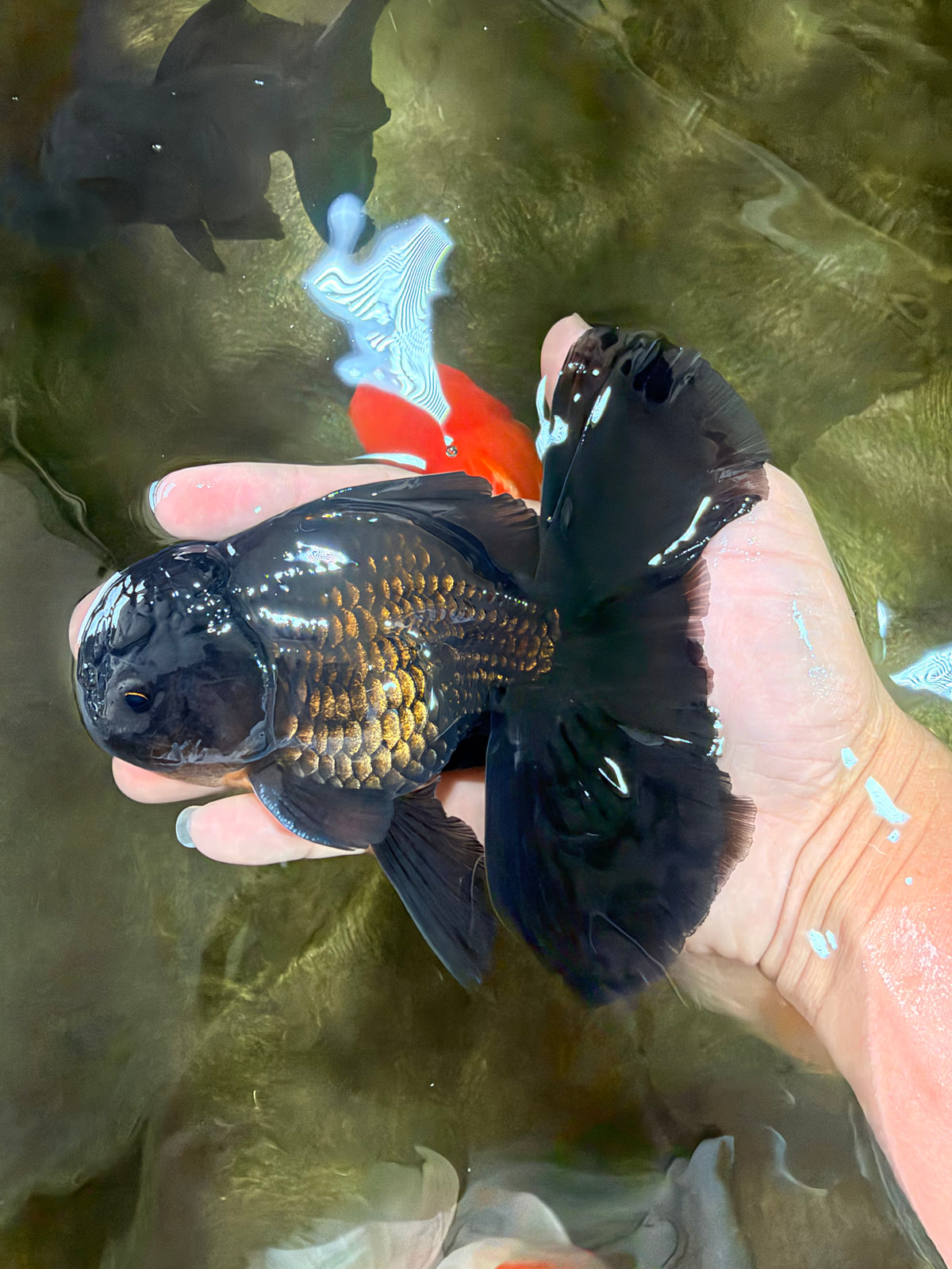 A Grade Black Oranda Male 5.5-6 inches #102326OR_11