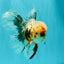 AAA Grade Calico Oranda Male 6-6.5 inches #070626OR_16