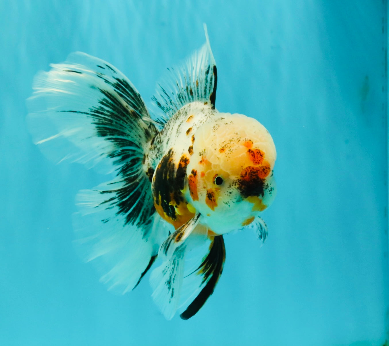 AAA Grade Calico Oranda Male 6-6.5 inches #070626OR_16