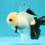 Panda Oranda Male 5 inches #032026OR_12