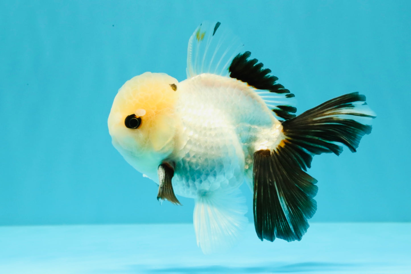 Panda Oranda Male 5 inches #032026OR_12