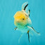 A Grade Sakura Oranda Male 6 inches #071726OR_22