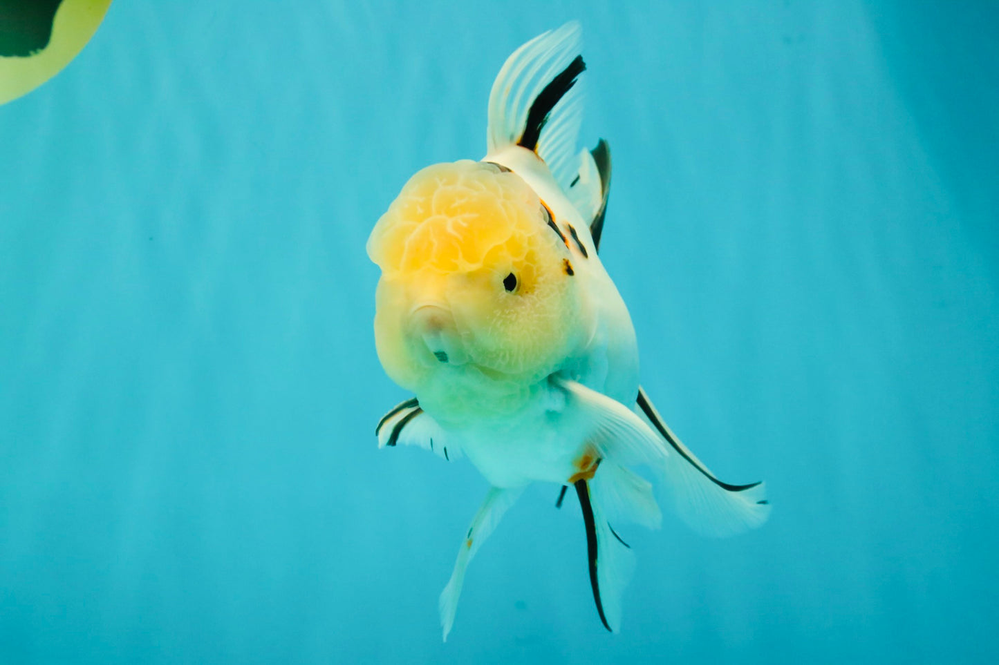 A Grade Sakura Oranda Male 6 inches #071726OR_22