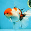 AAA Grade Young Godzilla Sakura Oranda Male 6 inches #080825OR_21