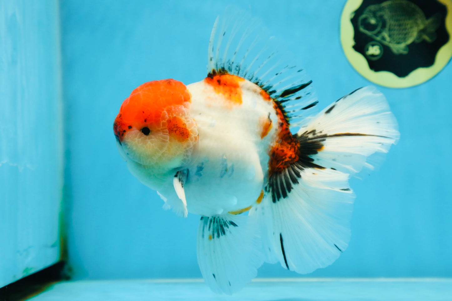 AAA Grade Young Godzilla Sakura Oranda Male 6 inches #080825OR_21