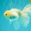 MASHMALLOW A Grade White Oranda Male 5.5-6 inches #091826OR_05