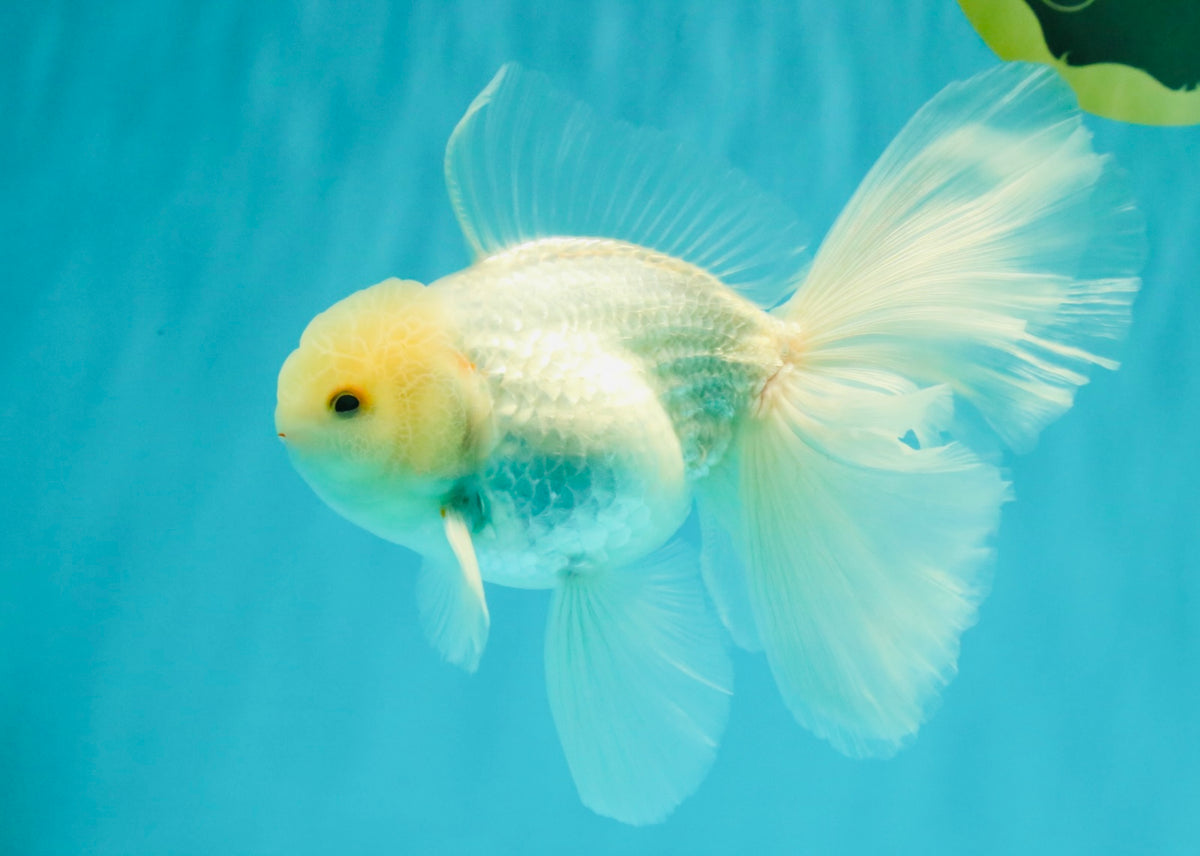 MASHMALLOW A Grade White Oranda Male 5.5-6 inches #091826OR_05